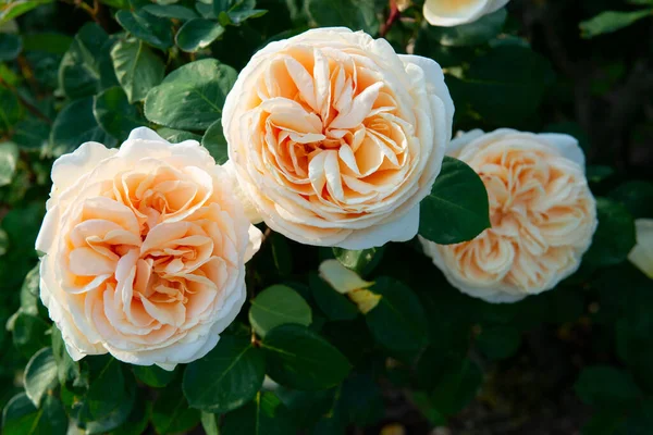 Arbusto Rosas Floreciendo Flores Amarillas Vívidas Belleza Naturaleza Primavera — Foto de Stock