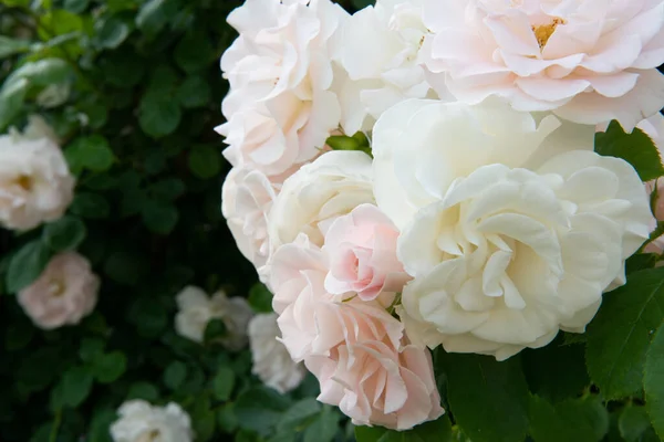Arbusto Rosas Floreciendo Hermosas Flores Blancas Rosadas Belleza Naturaleza Primavera — Foto de Stock