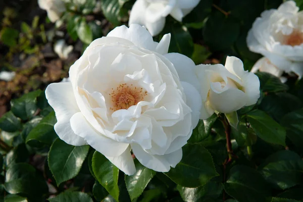 Arbusto Rosas Floreciendo Hermosas Flores Blancas Belleza Naturaleza Primavera — Foto de Stock