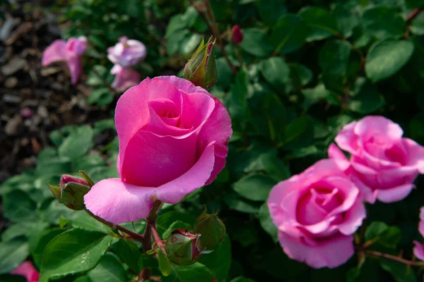 Arbusto Rosas Floreciendo Hermosas Flores Rosadas Belleza Naturaleza Primavera — Foto de Stock