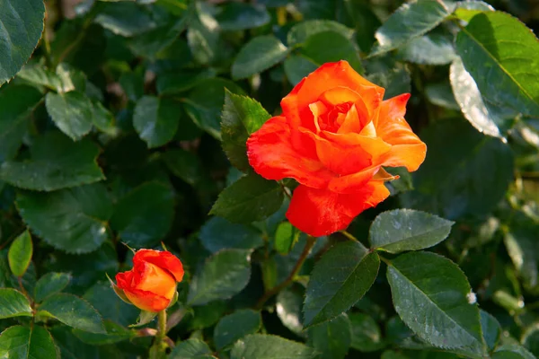 Güller filizleniyor. Güzel sarı-kırmızı çiçekler, ilkbaharda doğada güzellik