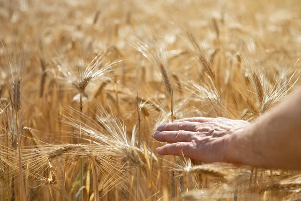 Man Holding His Hand Ripe Golden Spikelets Wheat Cereals Grows — Stock Photo, Image