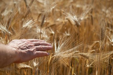 Elinde olgun altın buğday dikenleri tutan adam. Mısır gevreği tarlada yetişir. Tahıl ekinleri. Önemli yiyecek taneleri.