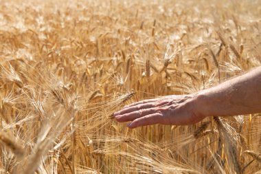 Elleriyle dokunan adam tarlada altın mısır gevreği yetiştiriyor. Tahıl ekinleri. Buğday başakları, June. Önemli yiyecek taneleri.
