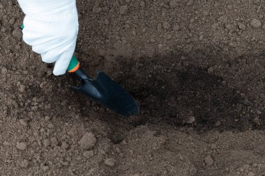 Toprağa humus ekliyor, besinlerle zenginleştiriyor. İlkbaharın başlarında tohum ekmek için toprak hazırlığı. Bahçıvanlık