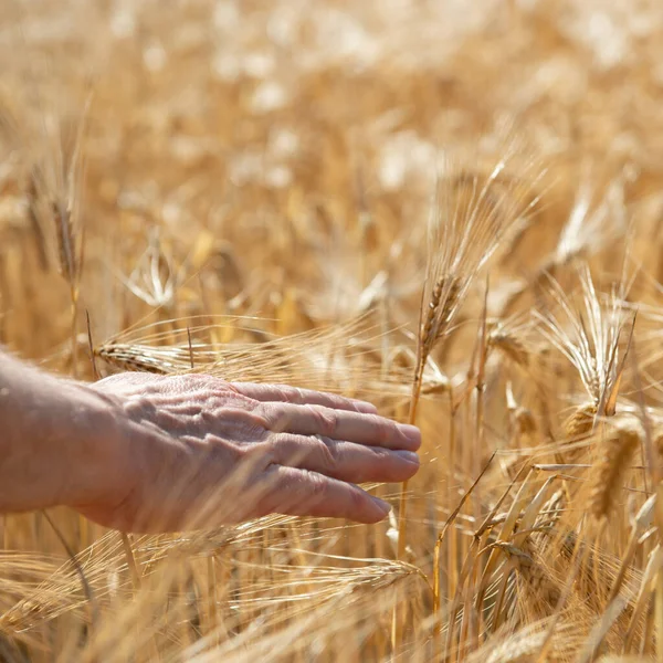 手に持っている男は小麦の黄金の小穂を熟した 穀物は畑で育ちます 穀物だ 重要な穀物 — ストック写真