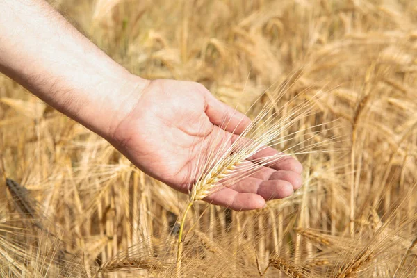 Homem Segurando Sua Mão Espiguetas Douradas Maduras Trigo Cereais Crescem — Fotografia de Stock