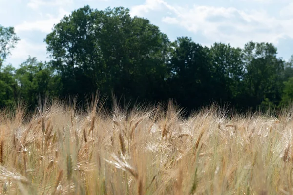 Weizen Goldenes Getreidefeld Mit Wald Und Blauem Himmel Horizont Getreide — Stockfoto