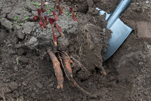 早春の牡丹の根茎を庭の道具で移植する — ストック写真