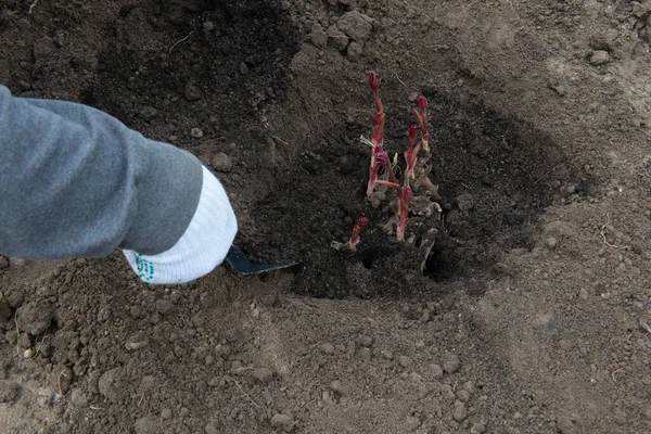 庭の設備を使用して早春に腐植質で豊かに準備された土壌に牡丹の根茎を移植する — ストック写真