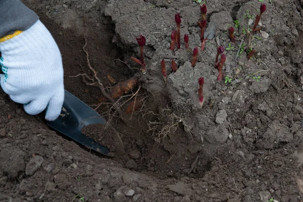 Transplanting Peony Rhizomes Early Spring Using Garden Equipment Gardening — Stock Photo, Image