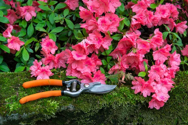 Azalea Flores Florecientes Con Podadoras Jardín Jardinería Primavera — Foto de Stock