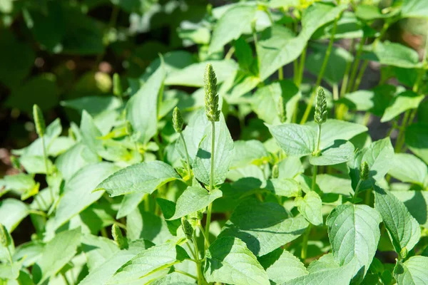 Ραπτική Chia Στον Κήπο Φυτό Της Οικογένειας Lamiaceae Είδος Γένους — Φωτογραφία Αρχείου