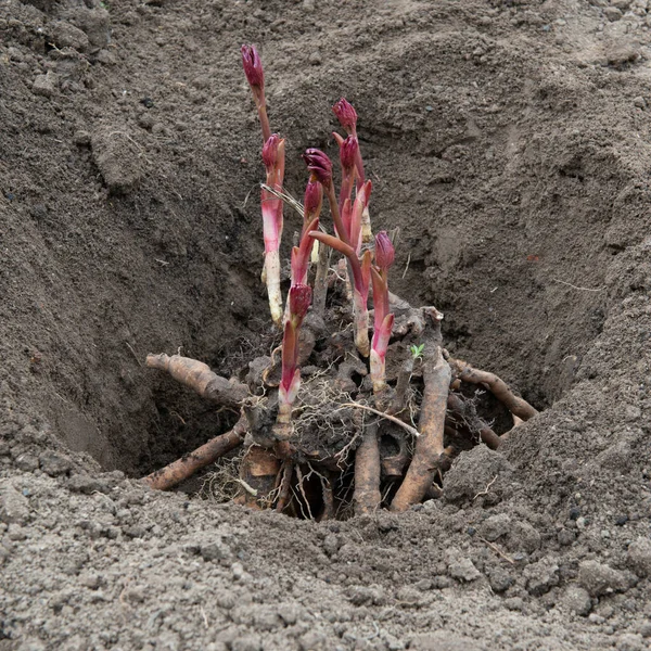 Das Pflanzen Von Pfingstrosenrhizomen Ein Vorbereitetes Loch Mit Humusangereichertem Boden — Stockfoto