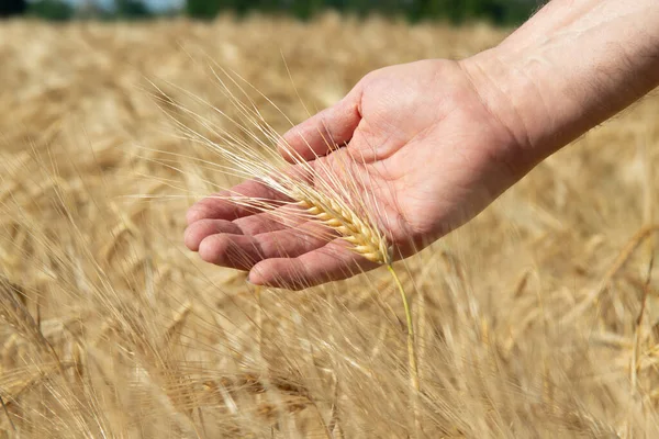 Man Holding His Hand Ripe Golden Spikelets Wheat Cereals Grows Stock Photo