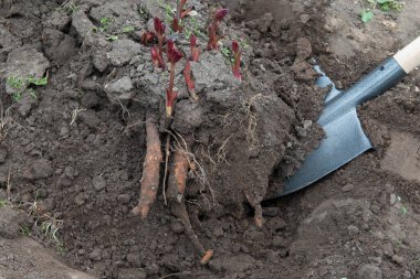 Baharın başında bahçe ekipmanları kullanılarak humusla zenginleştirilmiş hazır toprakta şakayık rizmleri naklediliyor. Bahçıvanlık