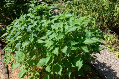 Bahçedeki Chia - Lamiaceae ailesinin bitkisi, Sage cinsi - geleneksel olarak bazı Latin Amerika ülkelerinin sakinleri tarafından yenir..