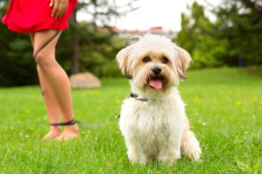 Küçük şirin köpek kızla parkta yürüyor, baharda dışarıda.