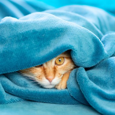 Sevimli, genç, kızıl kedicik kanepede uzanıyor ve halının altından dışarı bakıyor. Evdeki neşeli evcil hayvan.