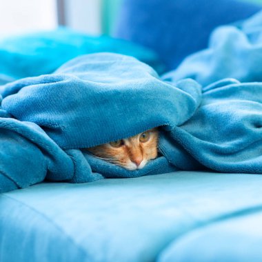 Sevimli, genç, kızıl kedicik kanepede uzanıyor ve halının altından dışarı bakıyor. Evdeki neşeli evcil hayvan.