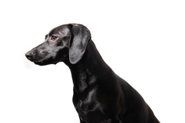 Beyaz arka planda poz veren küçük siyah köpek. Ev hayvanının sevimli portresi. 