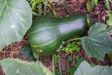 Kabak ezmesi, balkabağı olgunlaşmış bahçede güneşin tadını çıkarıyor.