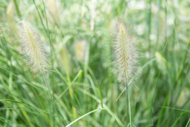 Tüy yumağı, çiçek yatakları için dekoratif çimenler.