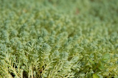 Çiçek yatakları için dekoratif çimenler, yumuşak odaklı makro filizler.