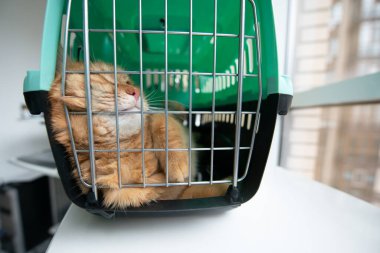 Genç kırmızı kedi kedi bir kedi taşıyıcısının içinde, kapalı çekimde. Stresli kedi kafesten çıkmaya çalışıyor. Evcil hayvanlarla dolaşmak