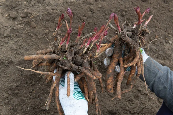 男は手に牡丹の根茎を掘り出し 早春に腐植質で濃縮された準備された土壌で移植する準備をしています — ストック写真