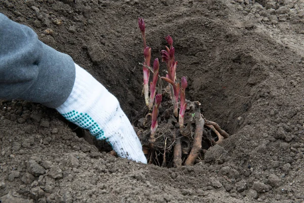 早春に腐植質で濃縮土壌で調製された穴に牡丹の根茎を移植する — ストック写真