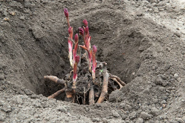 Transplanting Peony Rhizomes Prepared Hole Soil Enriched Humus Early Spring — Stock Photo, Image