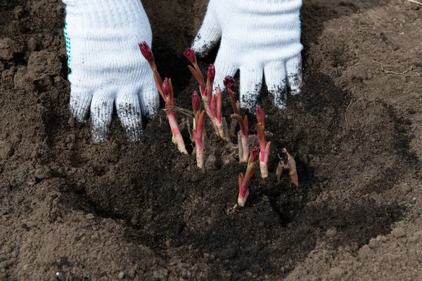 Transplanting Peony Rhizomes Prepared Soil Enriched Humus Early Spring Using — Stock Photo, Image