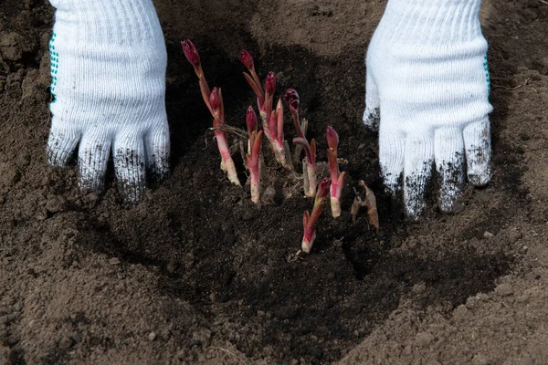 Transplanting Peony Rhizomes Prepared Soil Enriched Humus Early Spring Using — Stock Photo, Image
