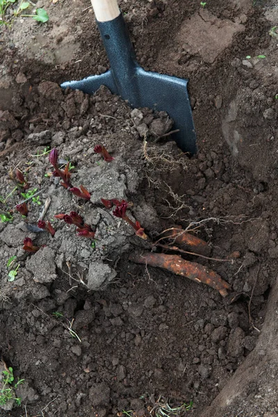 Transplanteren Pioenwortelstokken Het Vroege Voorjaar Met Behulp Van Tuingereedschap Tuinieren — Stockfoto