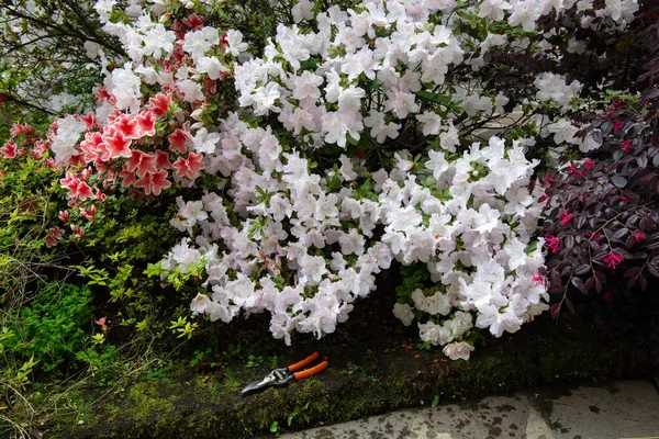 Azalea Blooming Flowers Garden Pruners Gardening Spring — Stock Photo, Image