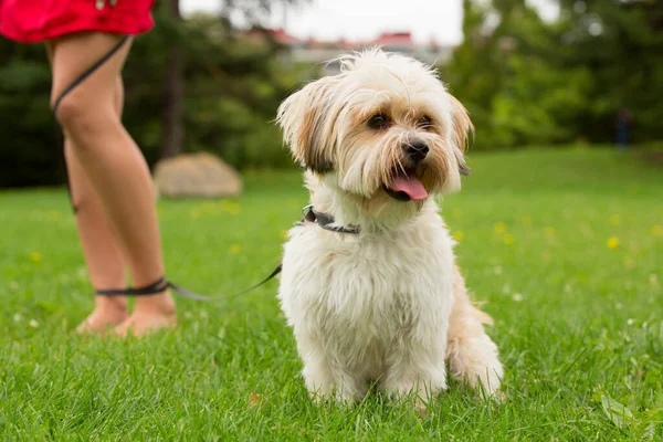 Küçük Şirin Köpek Kızla Parkta Yürüyor Baharda Dışarıda — Stok fotoğraf
