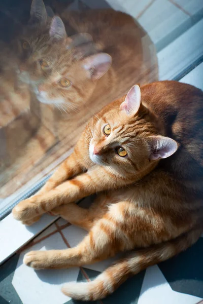 Potrait Χαριτωμένο Τζίντζερ Νεαρή Γάτα Που Βρίσκεται Στο Δάπεδο Πλακάκια — Φωτογραφία Αρχείου