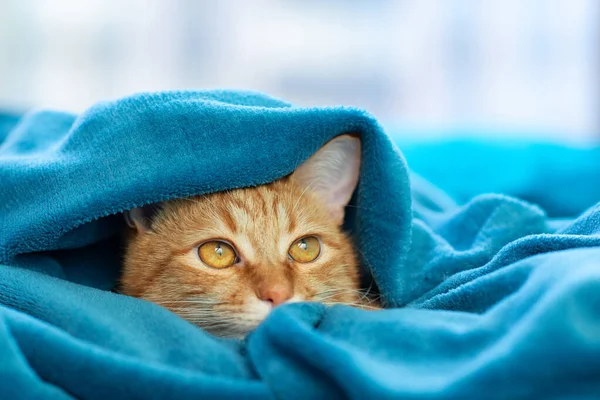 stock image Cute young ginger tabby cat lying on sofa and peeking out from under rug, funny playful pet at home