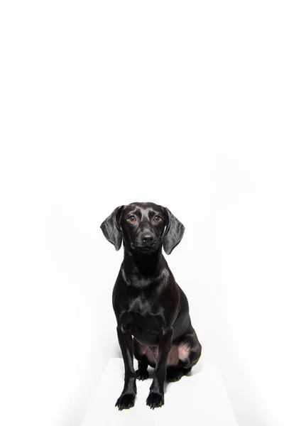 Маленькая Чёрная Короткошерстная Собака Позирует Белом Фоне Крытый Портрет Прелестного — стоковое фото