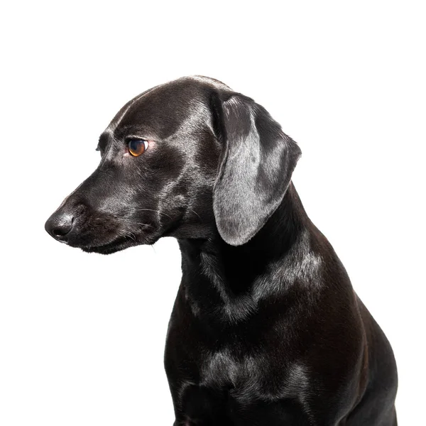 Pequeno Cão Pêlo Curto Preto Posando Sobre Fundo Branco Retrato — Fotografia de Stock