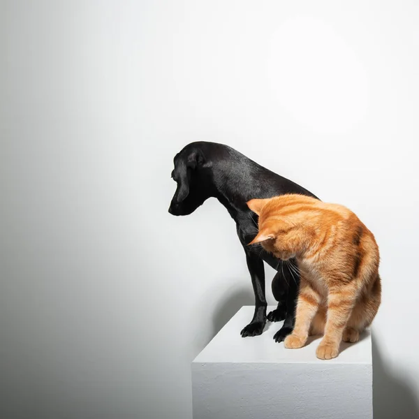 Kleine Zwarte Kortharige Hond Met Gember Kat Poserend Witte Achtergrond — Stockfoto