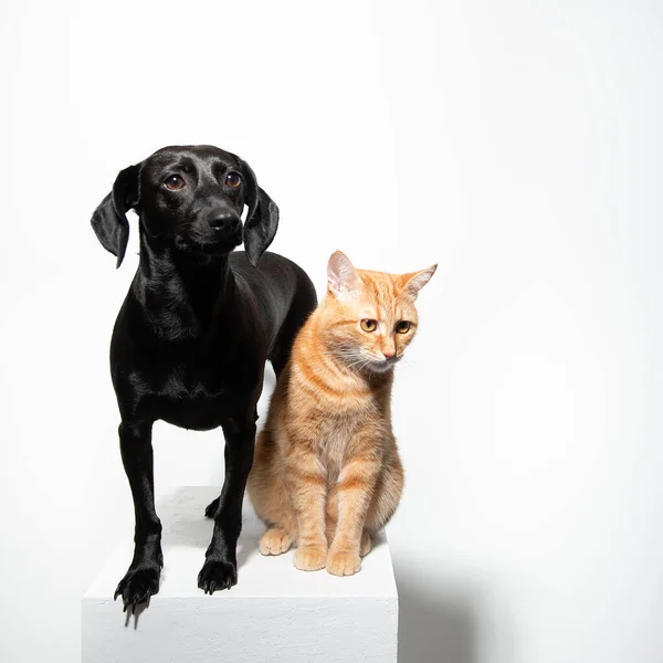 Kleine Zwarte Kortharige Hond Met Gember Kat Poserend Witte Achtergrond — Stockfoto