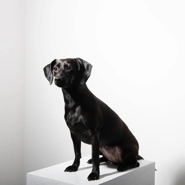 Kleiner Schwarzer Kurzhaariger Hund Posiert Vor Weißem Hintergrund Liebenswertes Haustier — Stockfoto