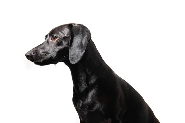 Small Black Dog Posing White Background Adorable Pet Indoor Portrait — Stock Photo, Image