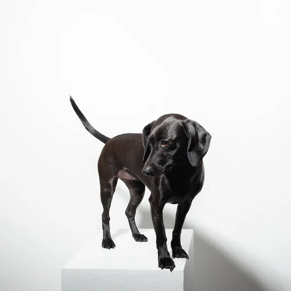 Pequeño Perro Pelo Corto Negro Posando Sobre Fondo Blanco Retrato —  Fotos de Stock