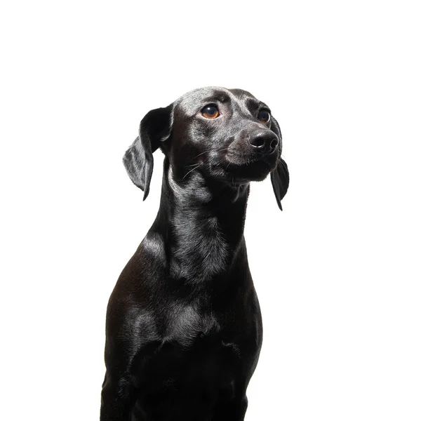 Beyaz Arka Planda Poz Veren Küçük Siyah Kısa Saçlı Köpek — Stok fotoğraf