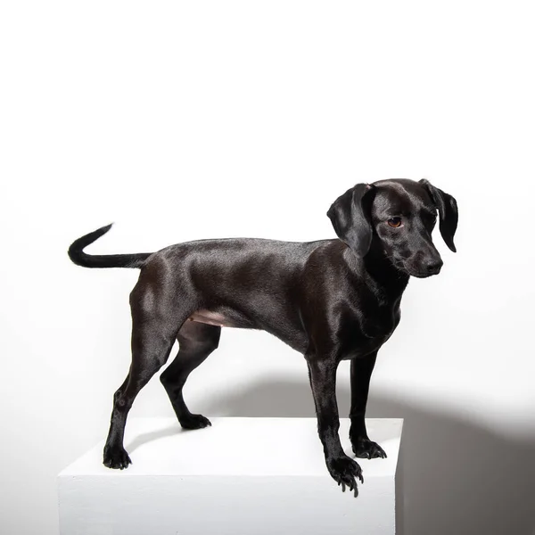 Pequeño Perro Pelo Corto Negro Posando Sobre Fondo Blanco Retrato — Foto de Stock