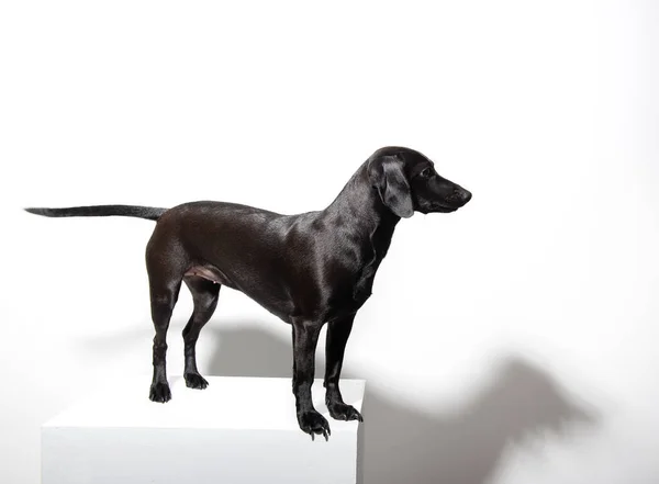 Pequeno Cão Pêlo Curto Preto Posando Sobre Fundo Branco Retrato — Fotografia de Stock