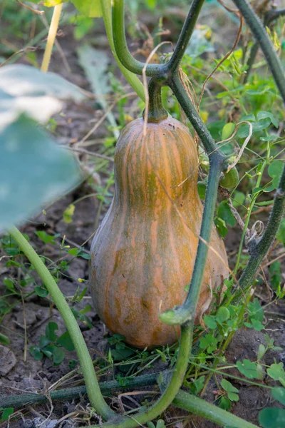 Butternut Kürbis Reift Garten Und Genießt Die Sonnenstrahlen — Stockfoto